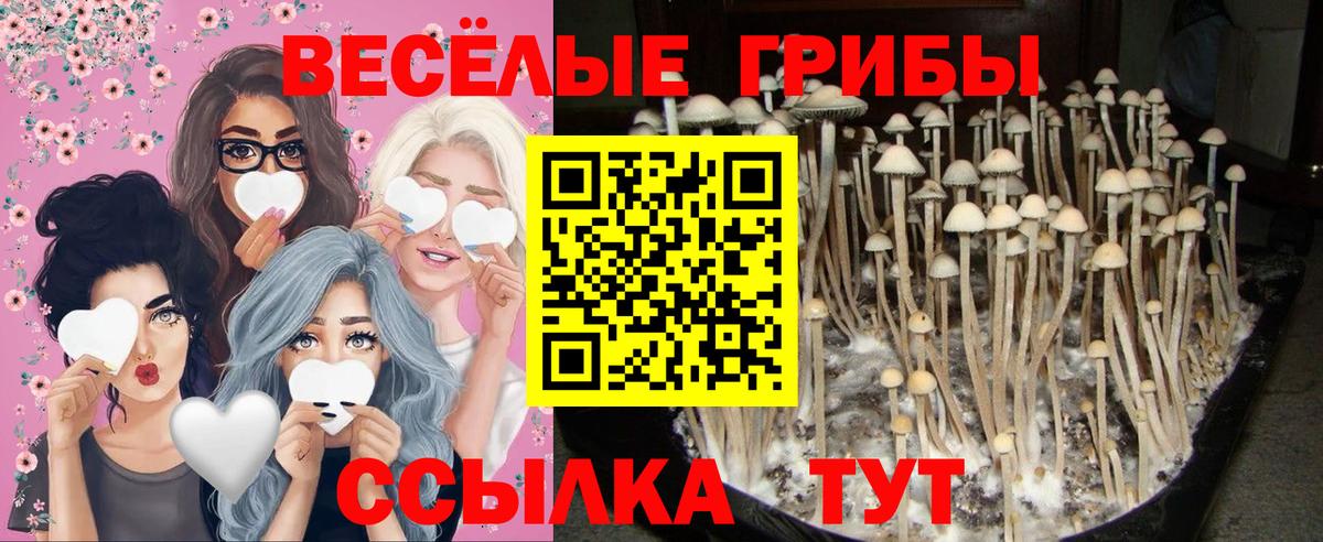 Псилоцибиновые грибы GOLDEN TEACHER Карпинск